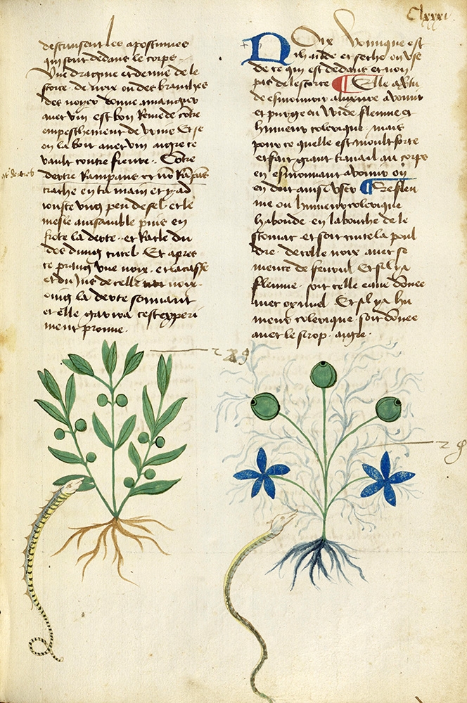 Medieval herbal entry for nux vomica