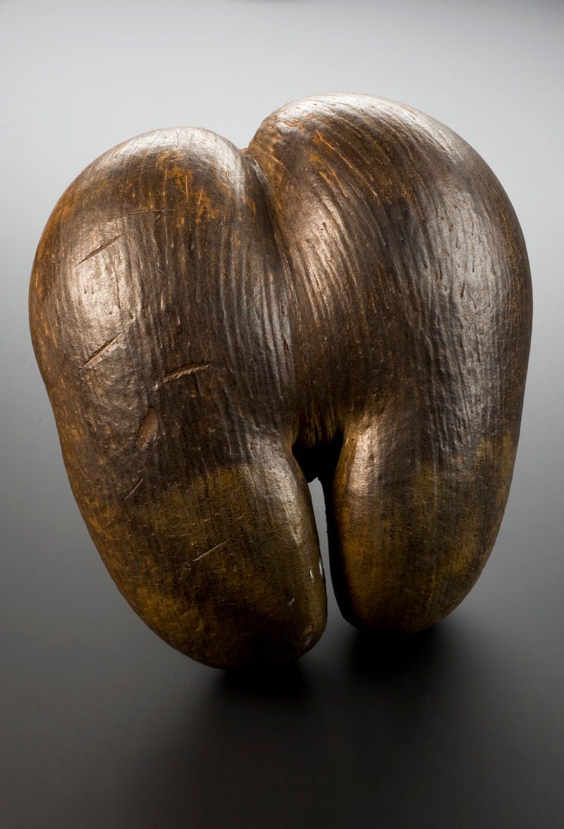 Image of shiny brown nut