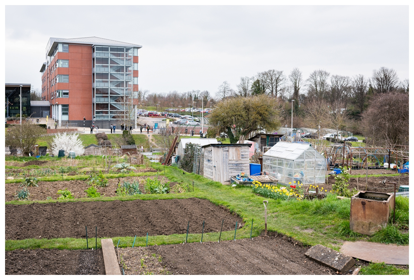 Photograph of an allotment site divided into different plots with grass pathways. In the background there is a large modern building made from red brick and glass to the top left of the image. In the bottom right there is a small rundown shed and a greenhouse, next to which is a small crop of bright yellow daffodils.