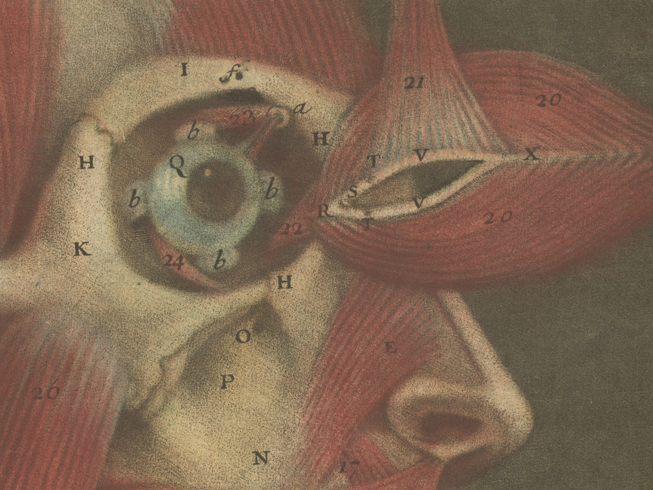 Close-up of a colour engraving of the muscles of the face showing the texture and different layers of colour used to create colour and tone.