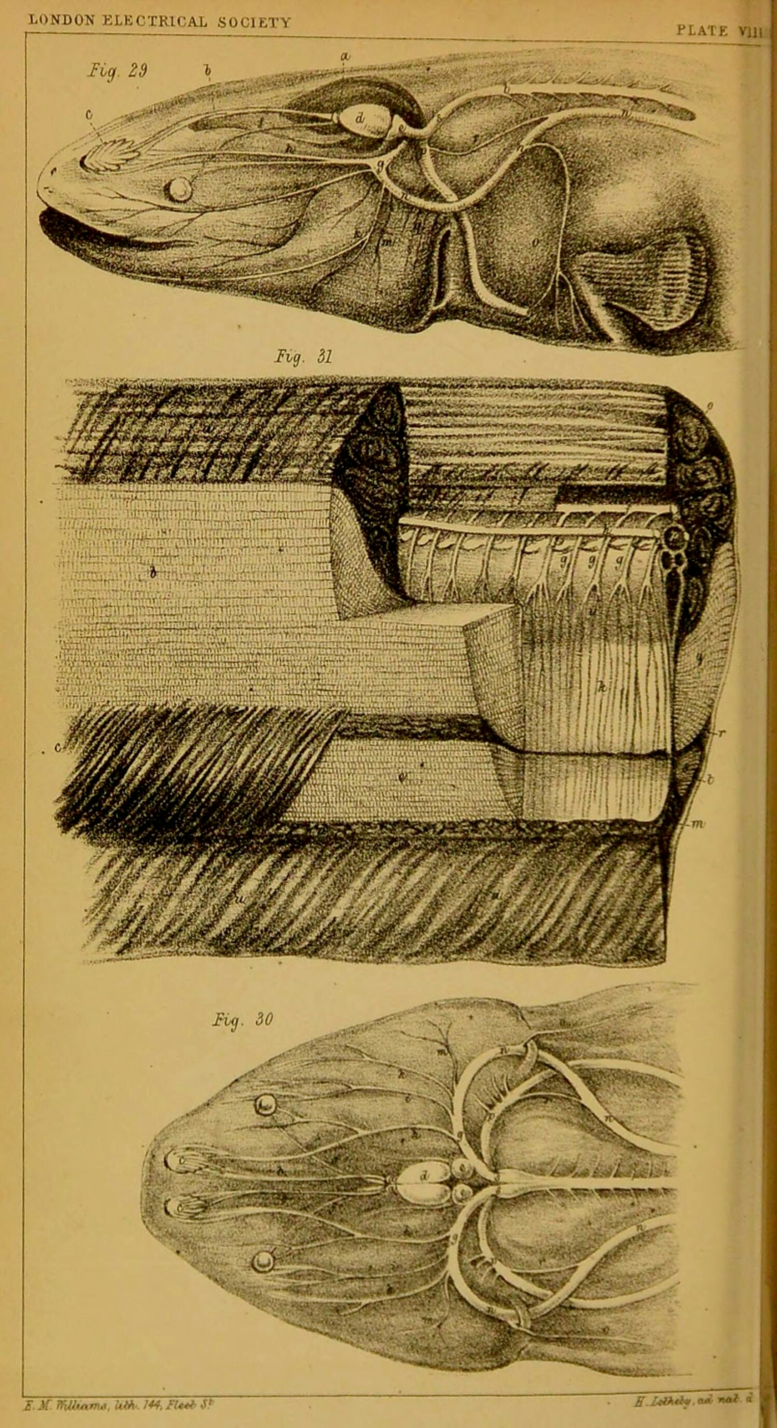 An account of the dissection of a Gymnotus electricus : together with reasons for believing that it derives its electricity from the brain and spinal cord, and that the nervous and electrical forces are identical, by Henry Letheby. A chemist and medical officer of health in London, Henry Letheby was interested in the medical application of electricity.
