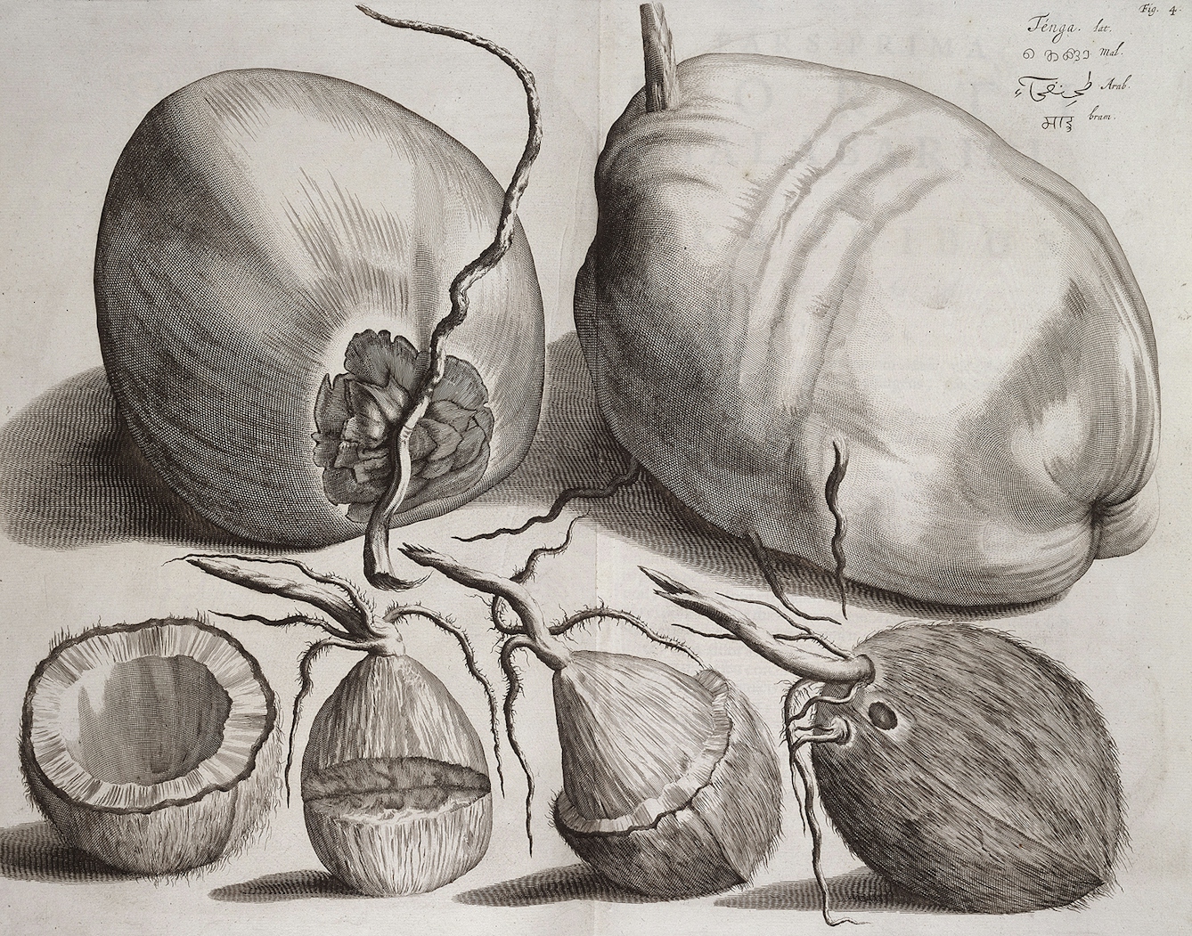 A black and white engraving showing several different views of a coconut.