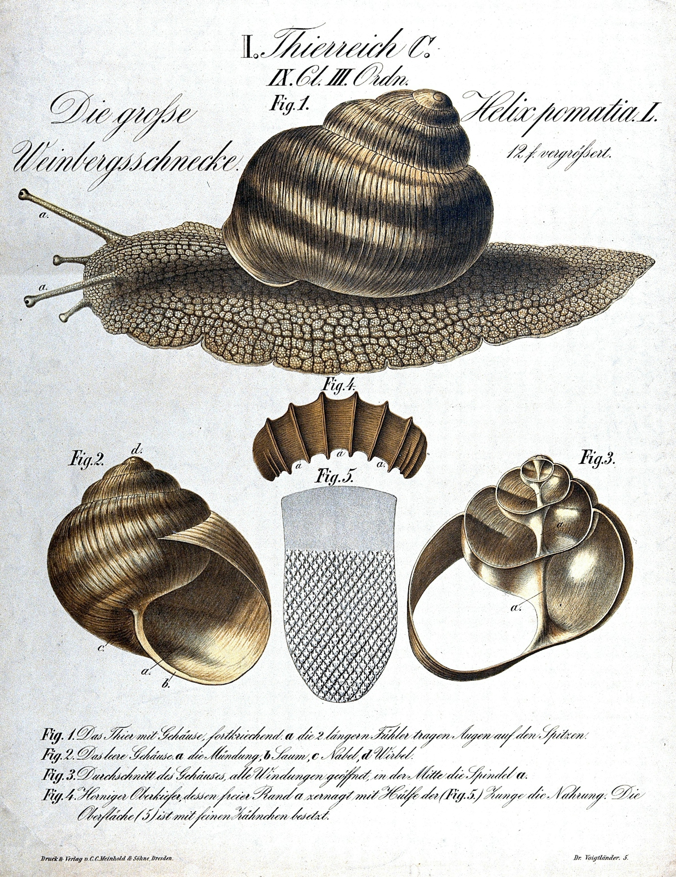 A chromolithograph diagram of an edible snail, with the whole snail above and views of the shell below.