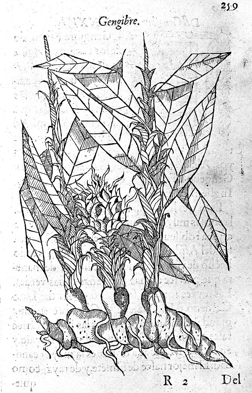 A woodcut print of the ginger plant, from a 16th century medical textbook.