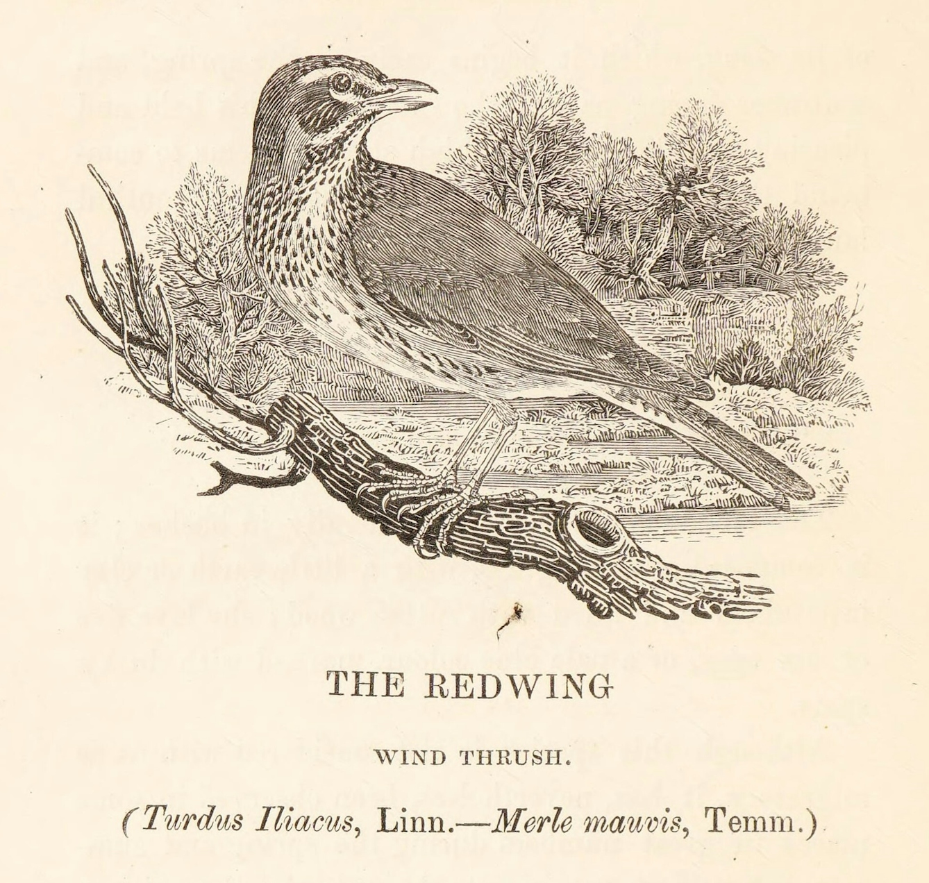 Etching of a Redwing bird standing on a branch and looking to its left. In the background, emerging from some woods in the direction of the bird's gaze, a hunter approaches a fence holding a rifle. 