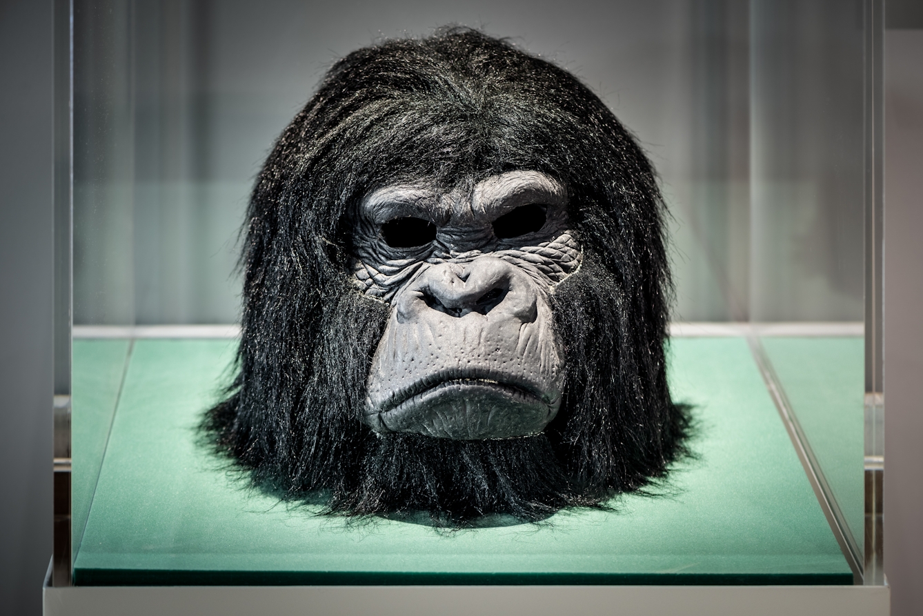 Photograph of the head from the gorilla costume worn by Derren Brown, in a display case as part of the Smoke and Mirrors exhibition at Wellcome Collection.
