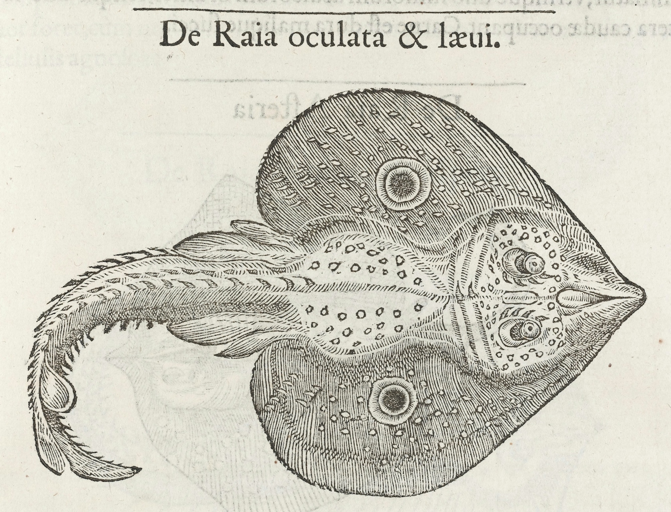 Guillaume Rondelet, a 16th century naturalist, had observed the torpedo’s stupefying faculty in this study of marine life.