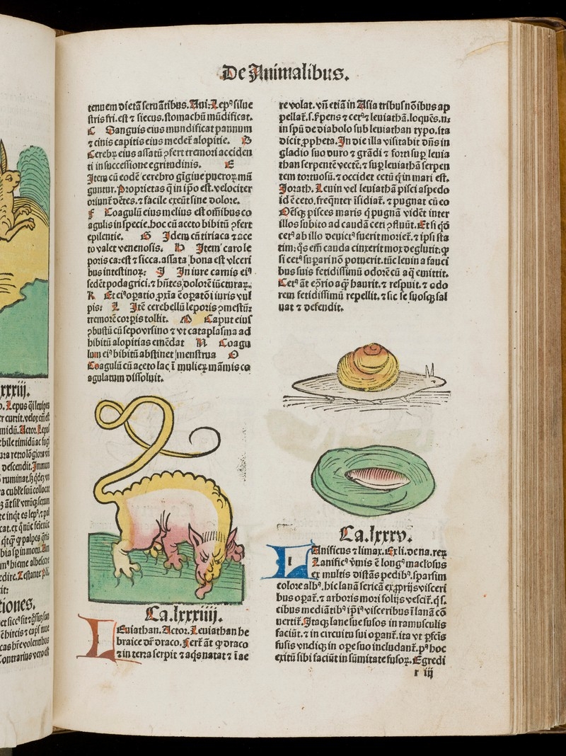 Image of medieval manuscript featuring coloured illustrations of a snail and long tailed rodent like creature