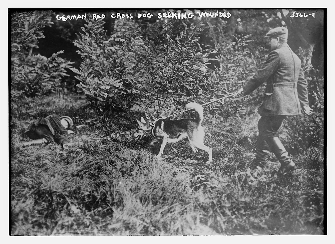 A black and white picture of a dog held by a soldier on a leash, leading him towards a man on the ground.
