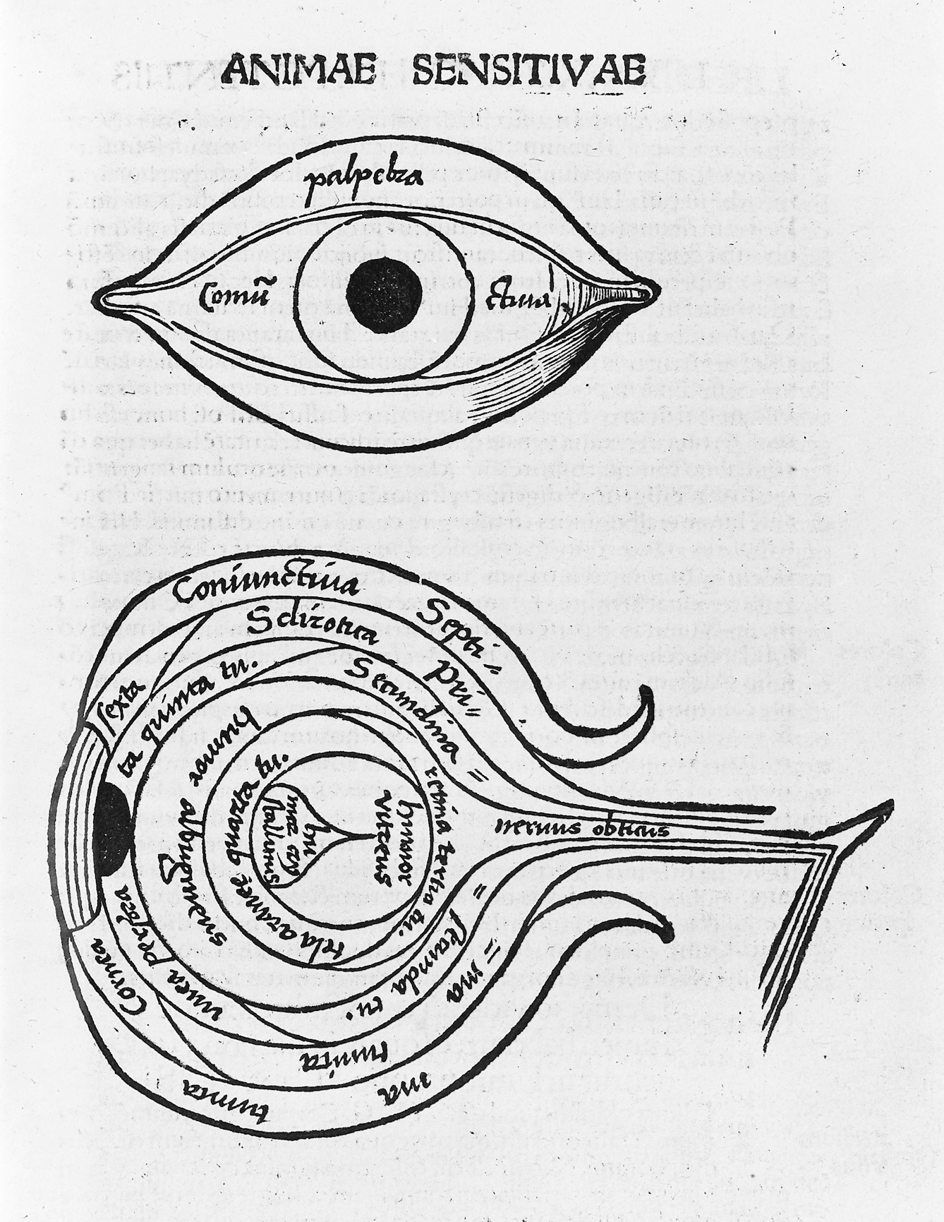 diagram of the eye 