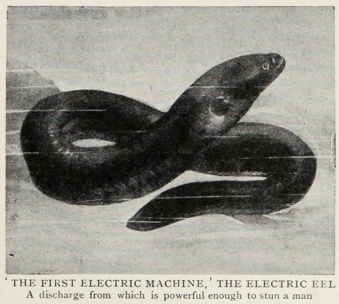 Arthur Mee’s Popular Science magazine described the electric eel as the ‘earliest electric machines used by man’.