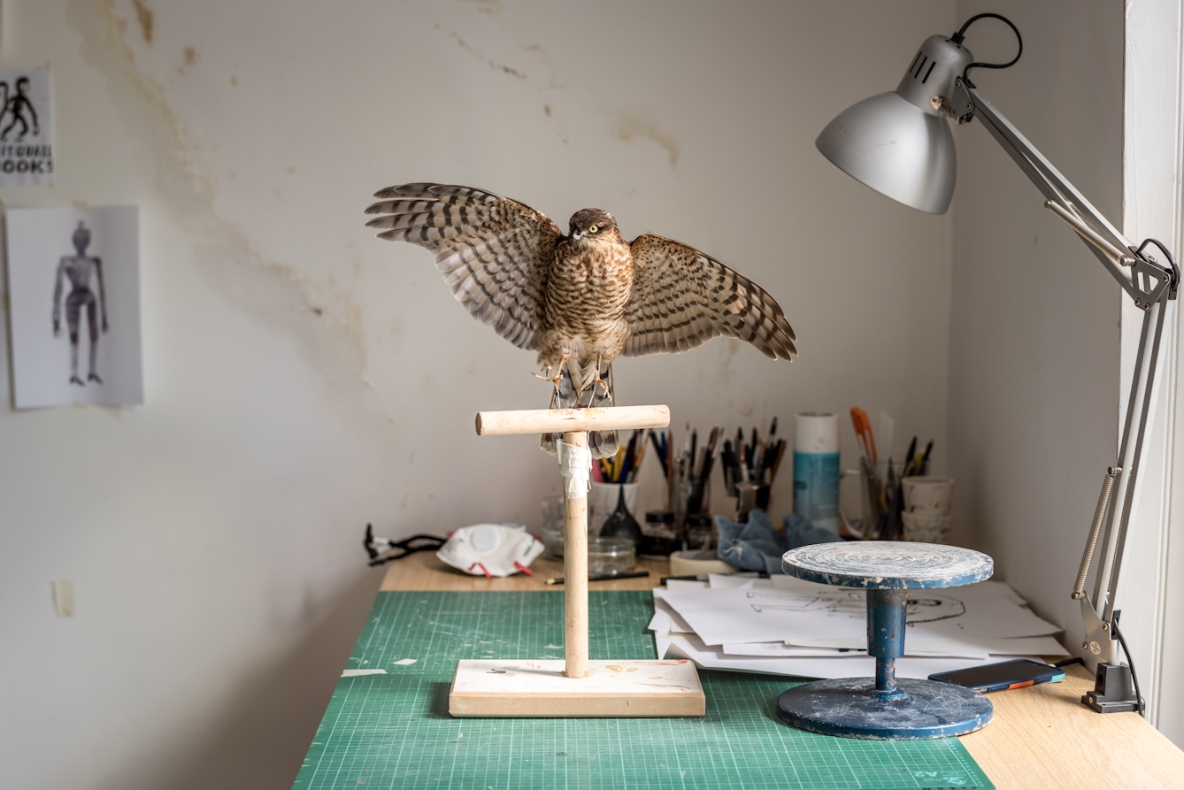 Taxidermy derives from Greek: ‘taxis’ meaning ‘order’, ‘derma’ meaning skin.
