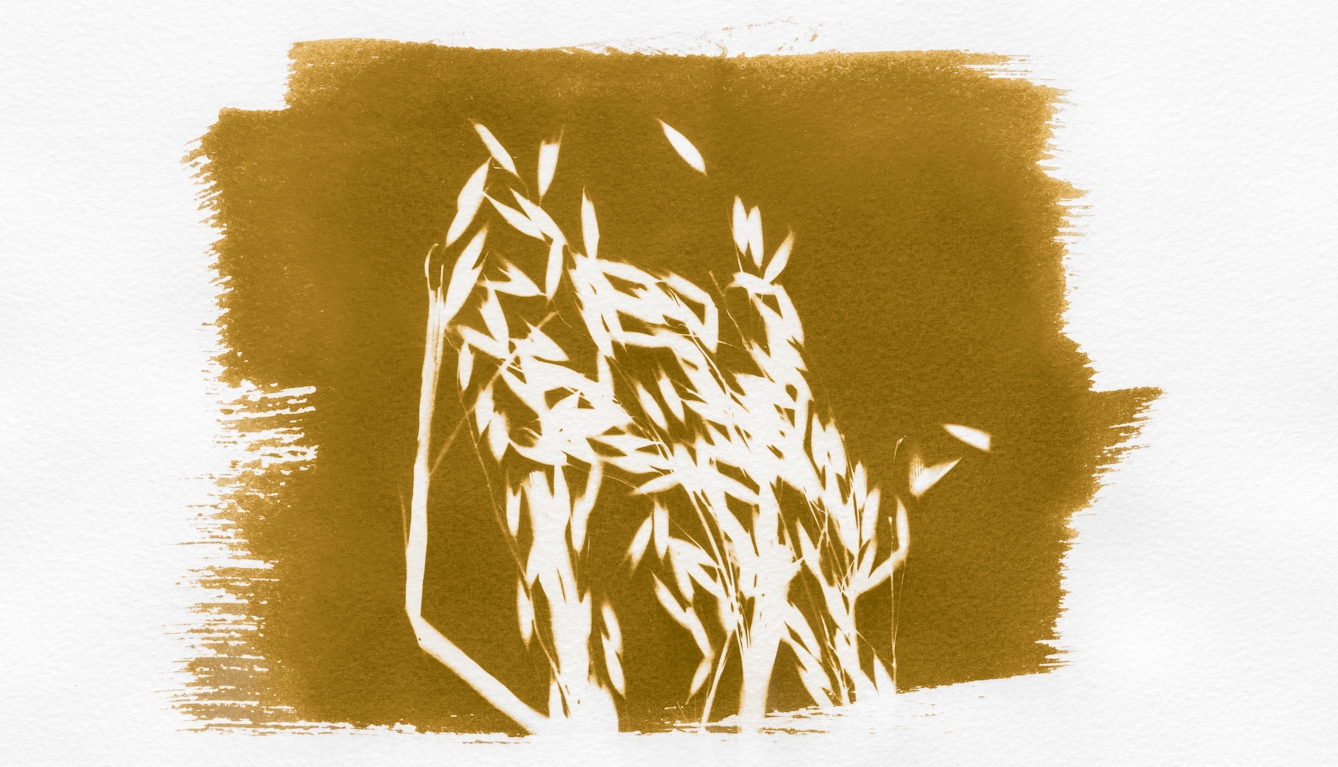 Photograph of an ochre toned photogram. The light sensitive emulsion has been roughly spread onto the textured watercolour paper leaving brush marks around the edge. In the centre of the ochre colour of the emulsion is the white silhouette of a cluster of oat plants showing their stalks, leaves and oat spikelets.