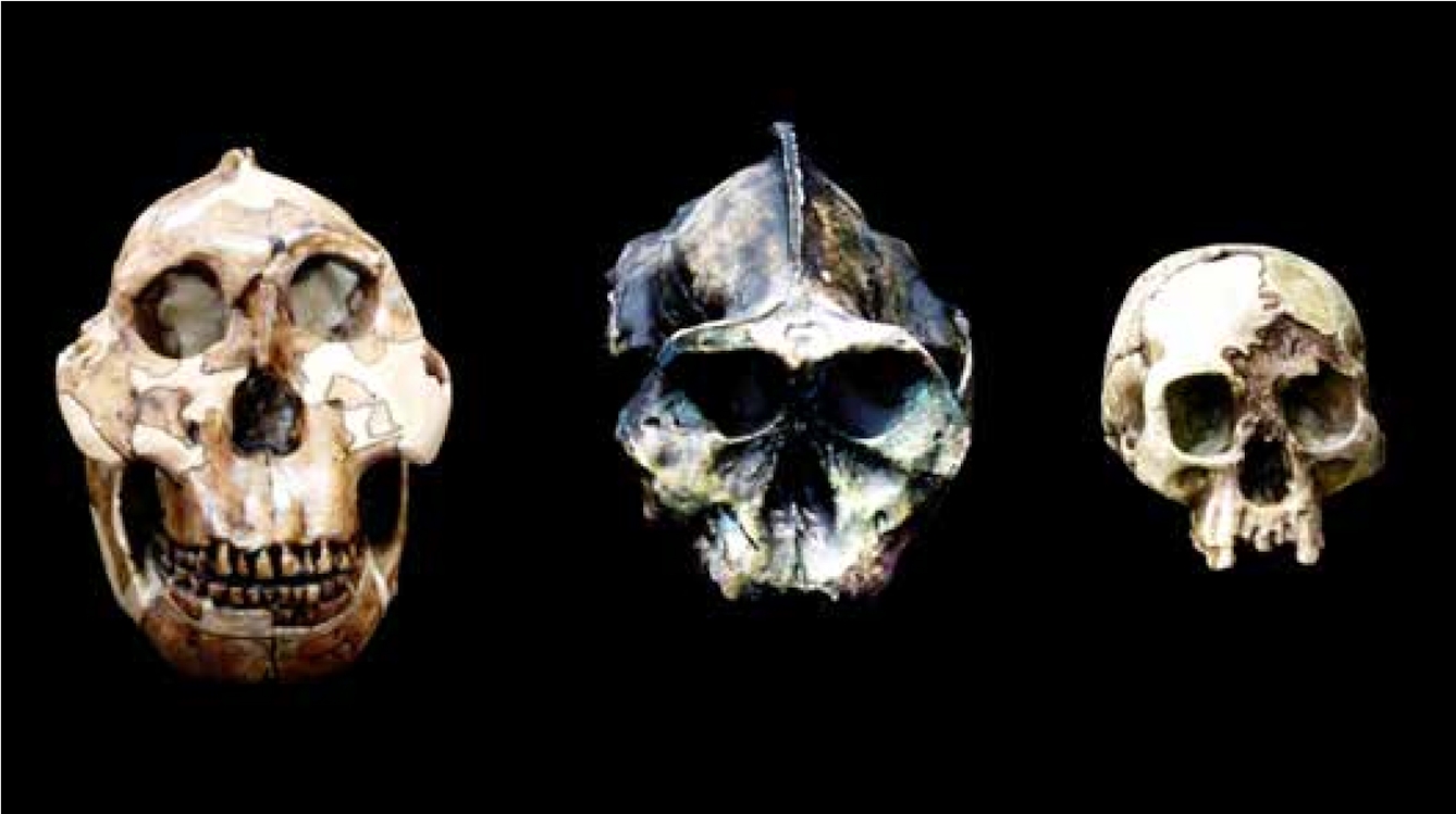 Archaeological remains of three different hominid skulls, suggesting three stages of human evolution, arranged in a row against a black background.
