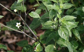 A photograph of the wild chiltepin plant with small white flowers