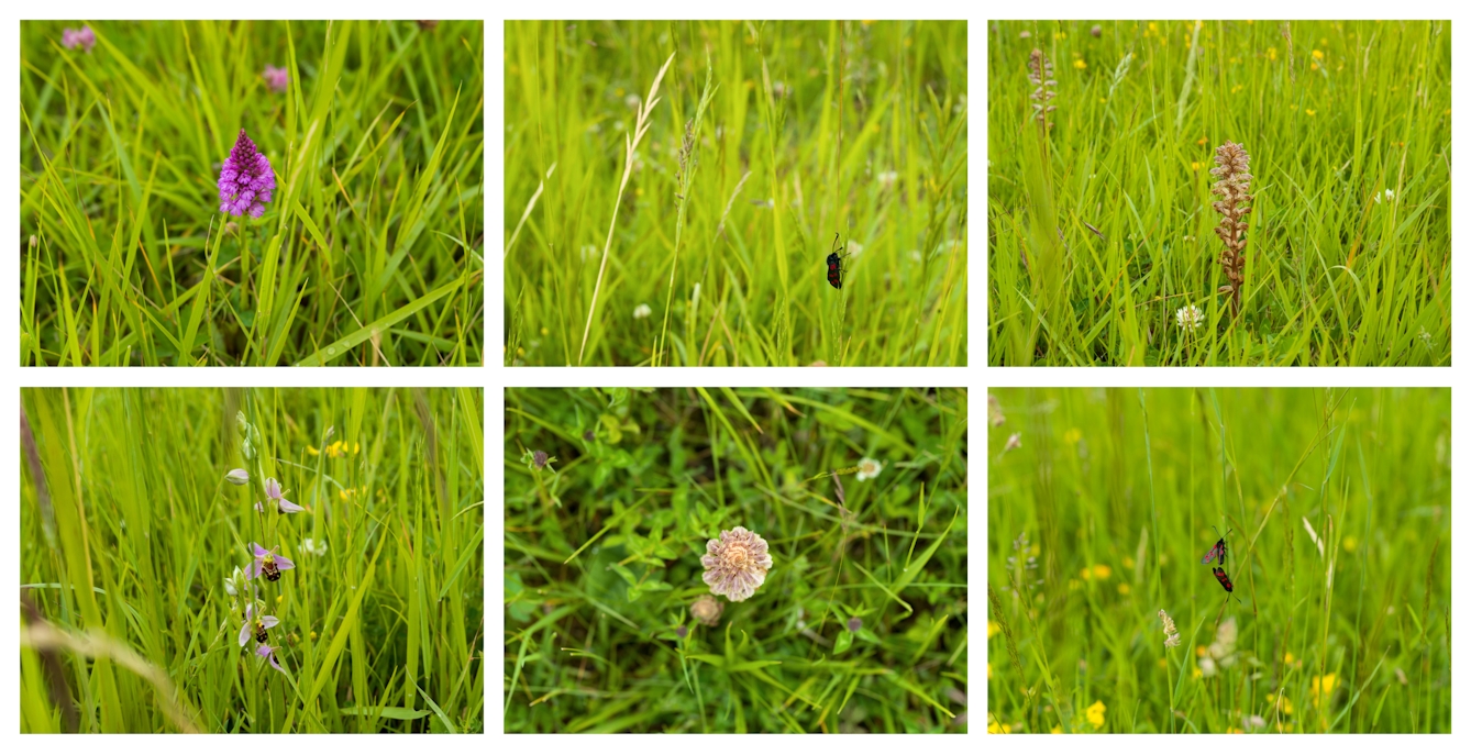 A 3 images wide by 2 images high grid of colour photographs. Each image shows a close-up of green grassland with either a small wild flower or insect at the centre of the frame.