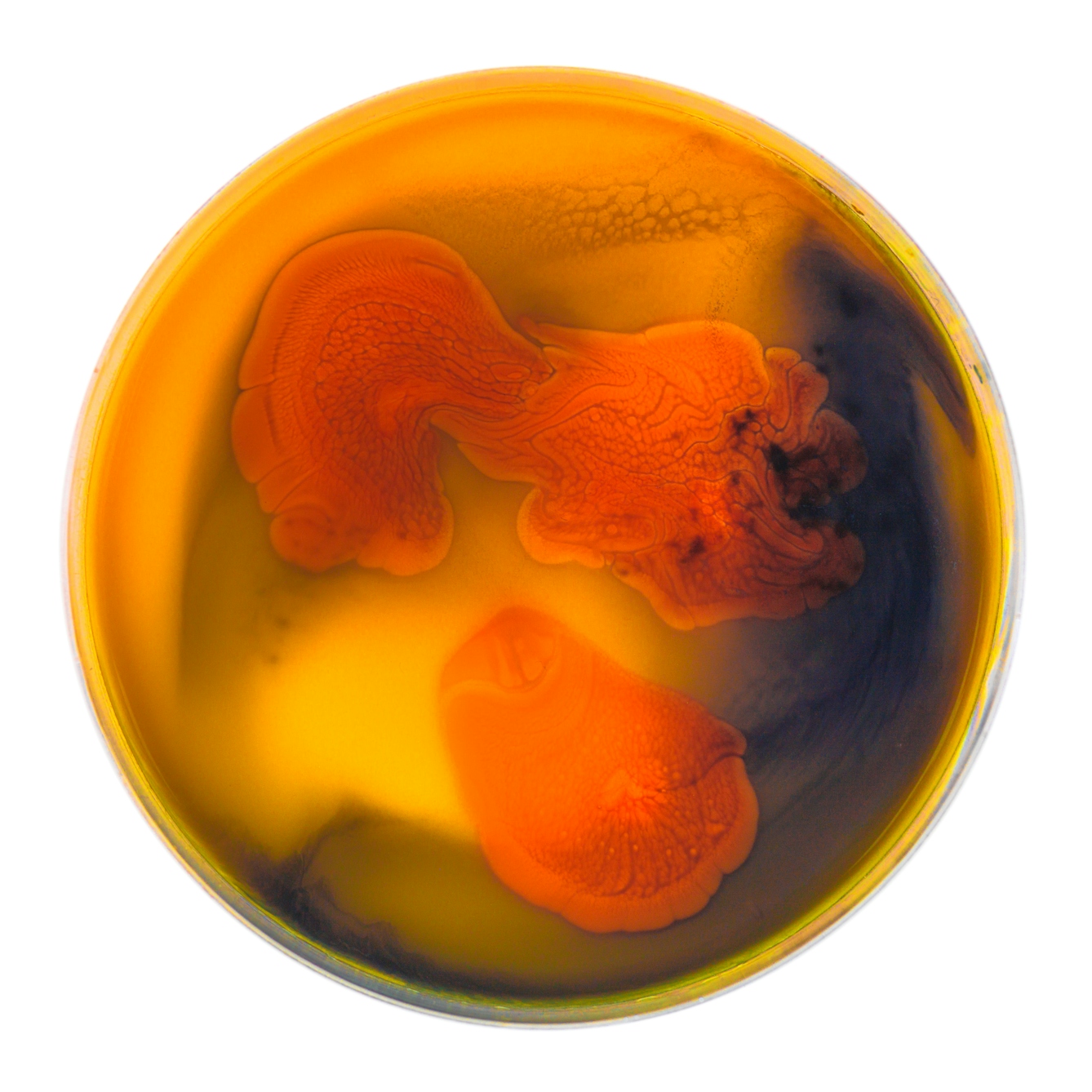 Photograph of a petri dish containing colourful swirls of yellow and orange, made from ink, watercolour, pva and resin.