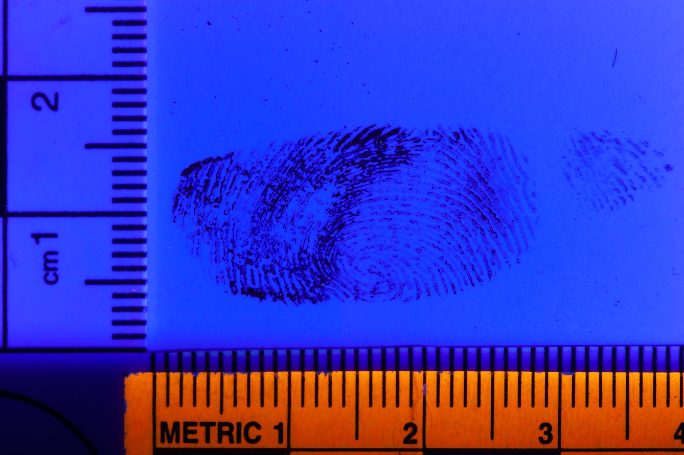 Photograph of a fingerprint in blood using deep blue light to increase the contrast. Image included a ruler for scale.
