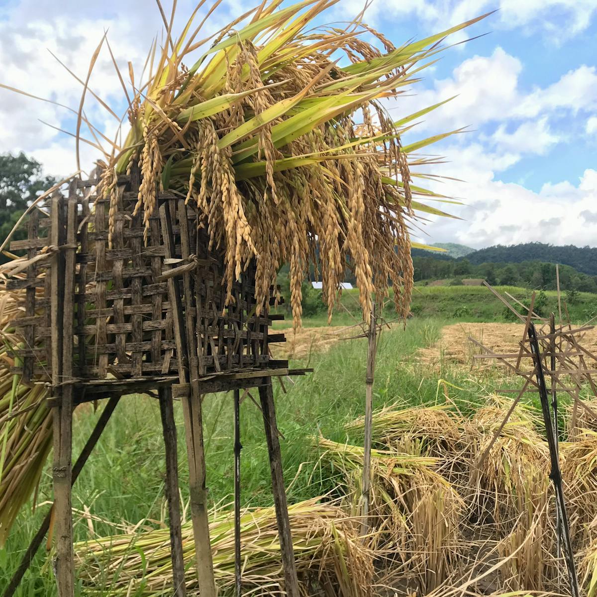 A colour photograph of a crop field in Thailand with green hills and blue skies. In the foreground there is a a wooden structure holding harvested crops. Next to this are a series of wooden crosses staked in the ground.