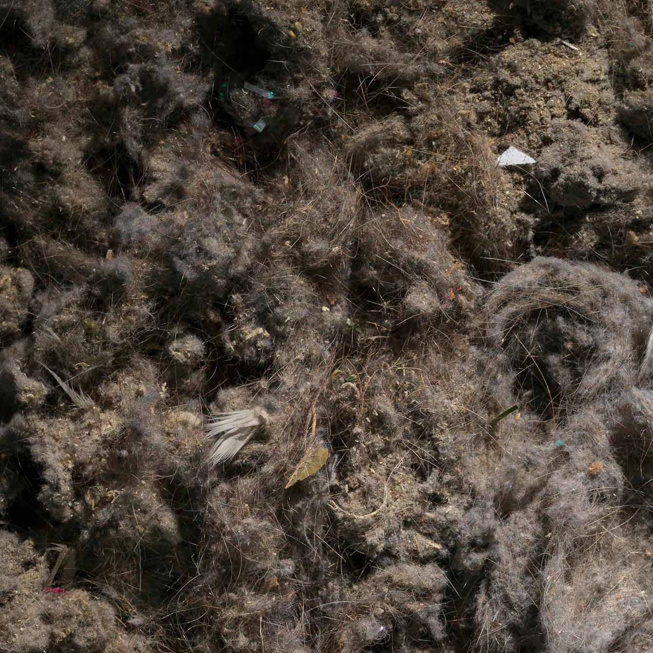 Photograph of a close up of the contents of a vacuum cleaner bag, showing dust, human hairs and other pieces of dirt.