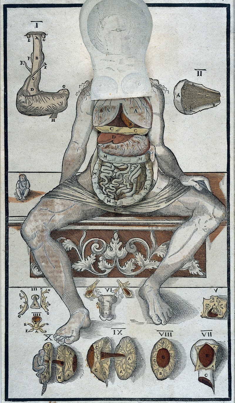 Image of old anatomical etching of human female with flaps of paper to reveal internal organs