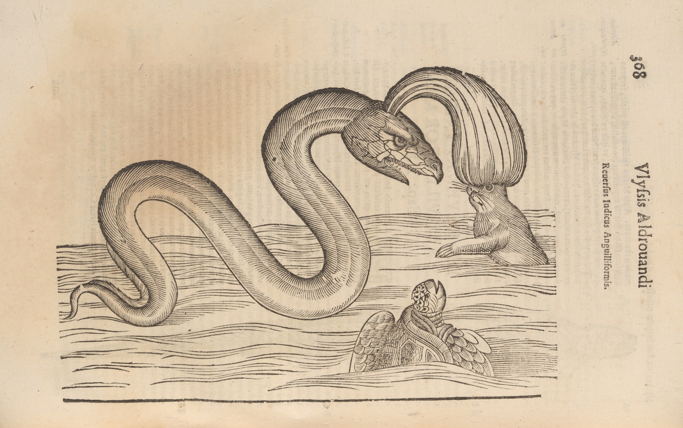 Photograph of a woodcut illustration in a 17th century early printed book, depicting a eel like sea monster.