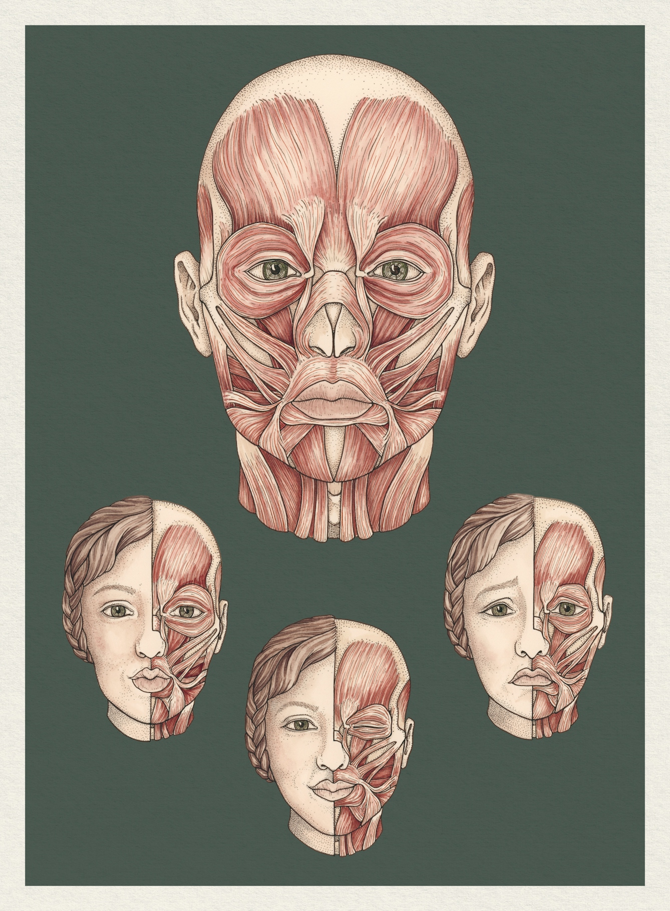 Illustration showing the muscles in the human face