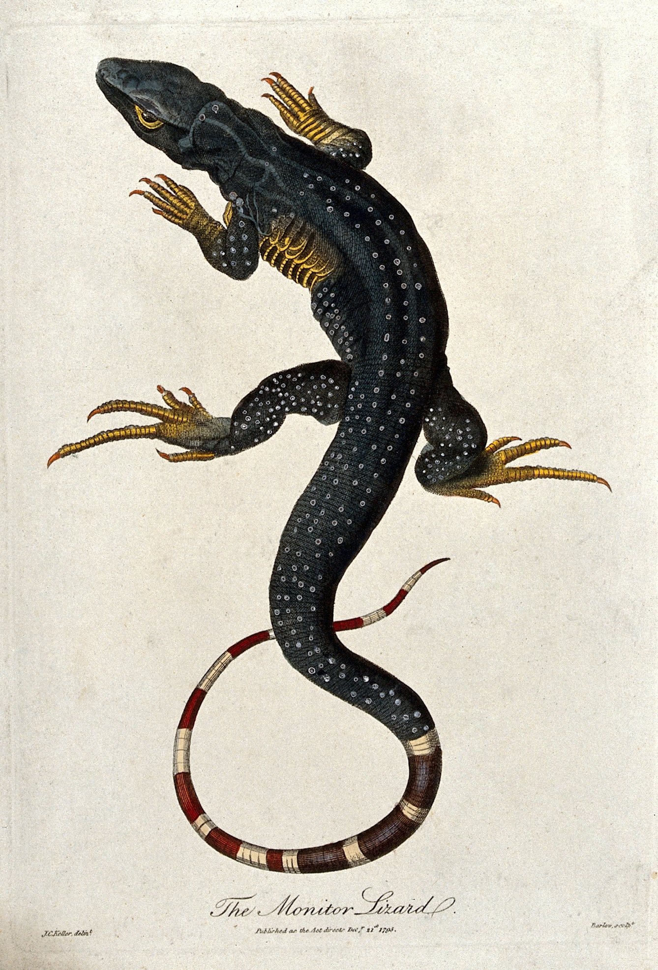A monitor lizard c.1795