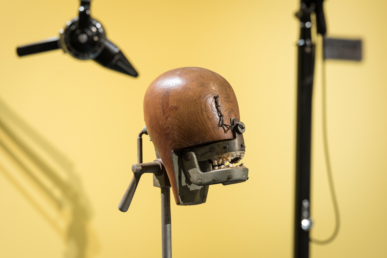 Photograph of a phantom head dental teaching aid in the exhibition Teeth.