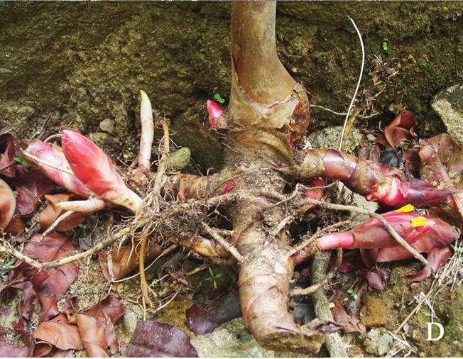 Colour photograph of a ginger plant rhizome showing lots of horizontal nodules. 