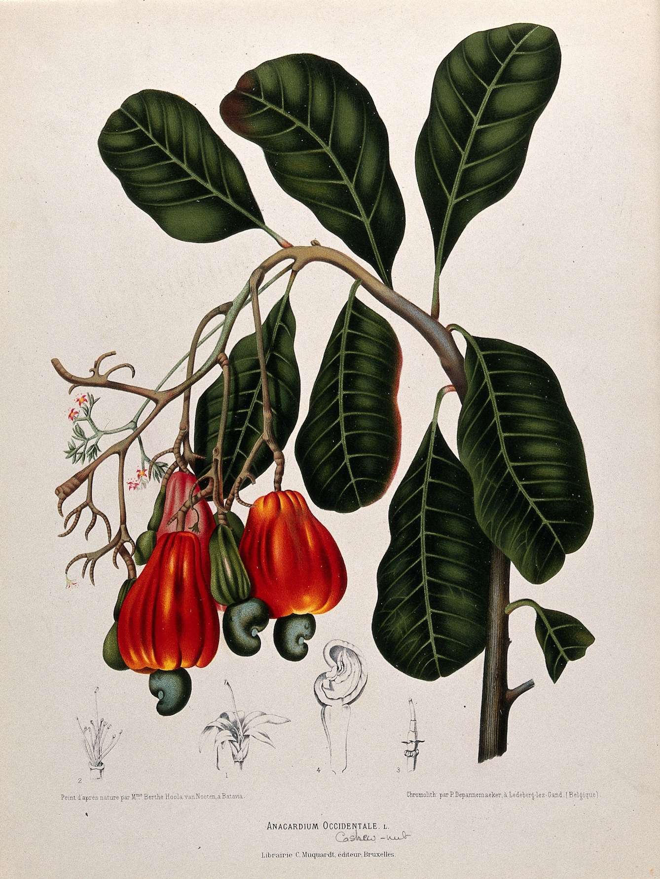 A colour painting of the leaves and fruit of the cashew tree.