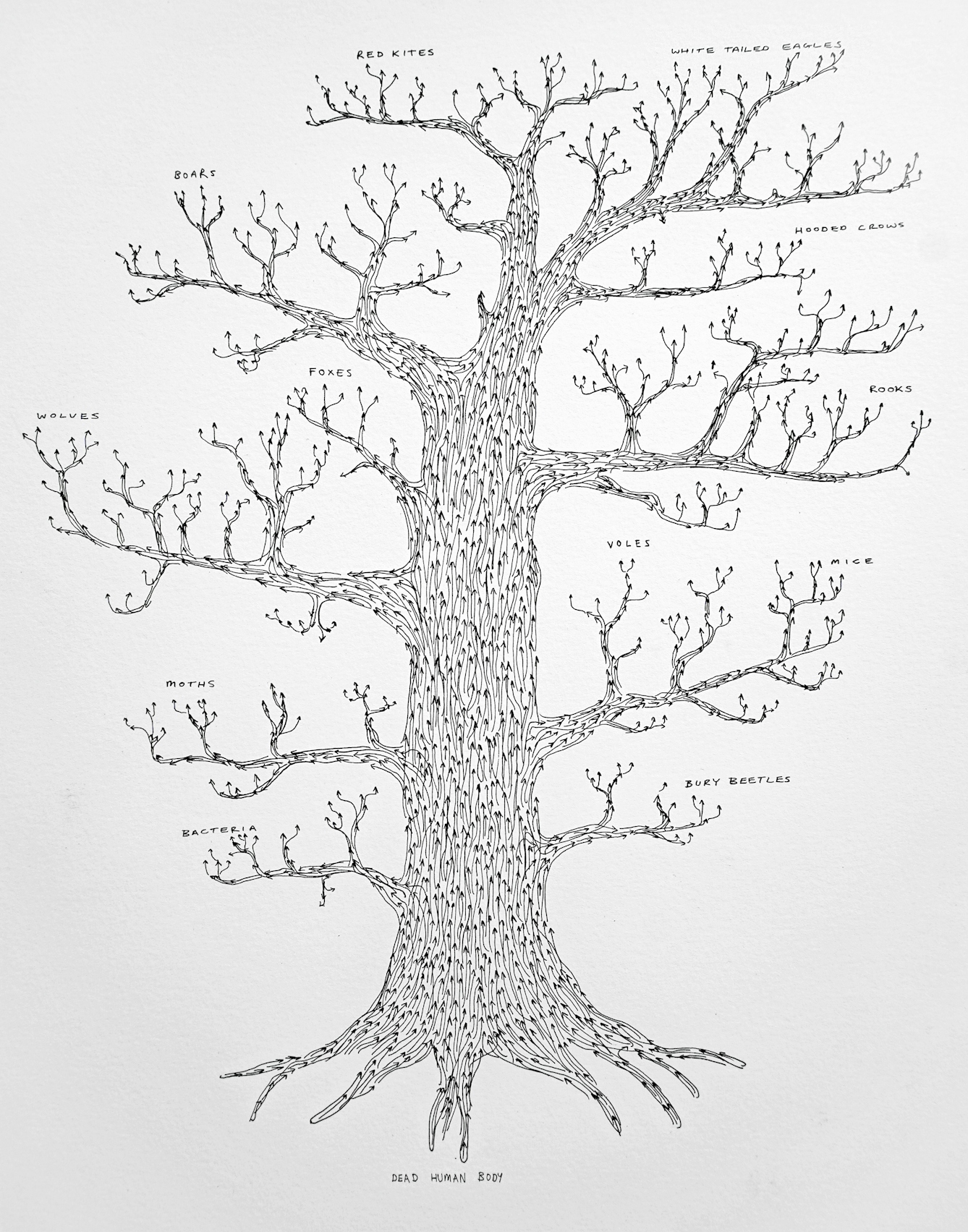 Pen and ink illustration on white textured paper. The illustration depicts a tree with roots, trunk and branches, but no leaves. The form is made up of lots of arrows pointing upwards. At the end of each branch are the names of various insects and animals, such as 'bury beetles' and 'foxes'.