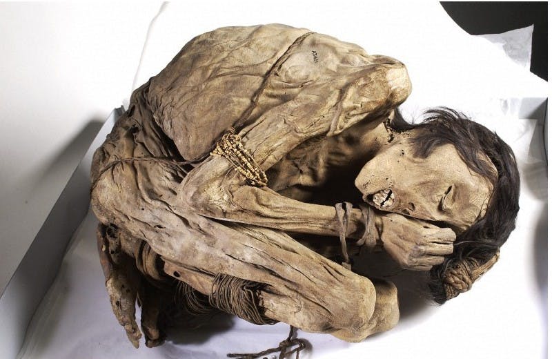 A naturally preserved Peruvian mummified male, possibly from the North coast of Peru where the Chimu culture buried their dead in 'mummy bundles', curled up in foetal position with bound hands and feet.