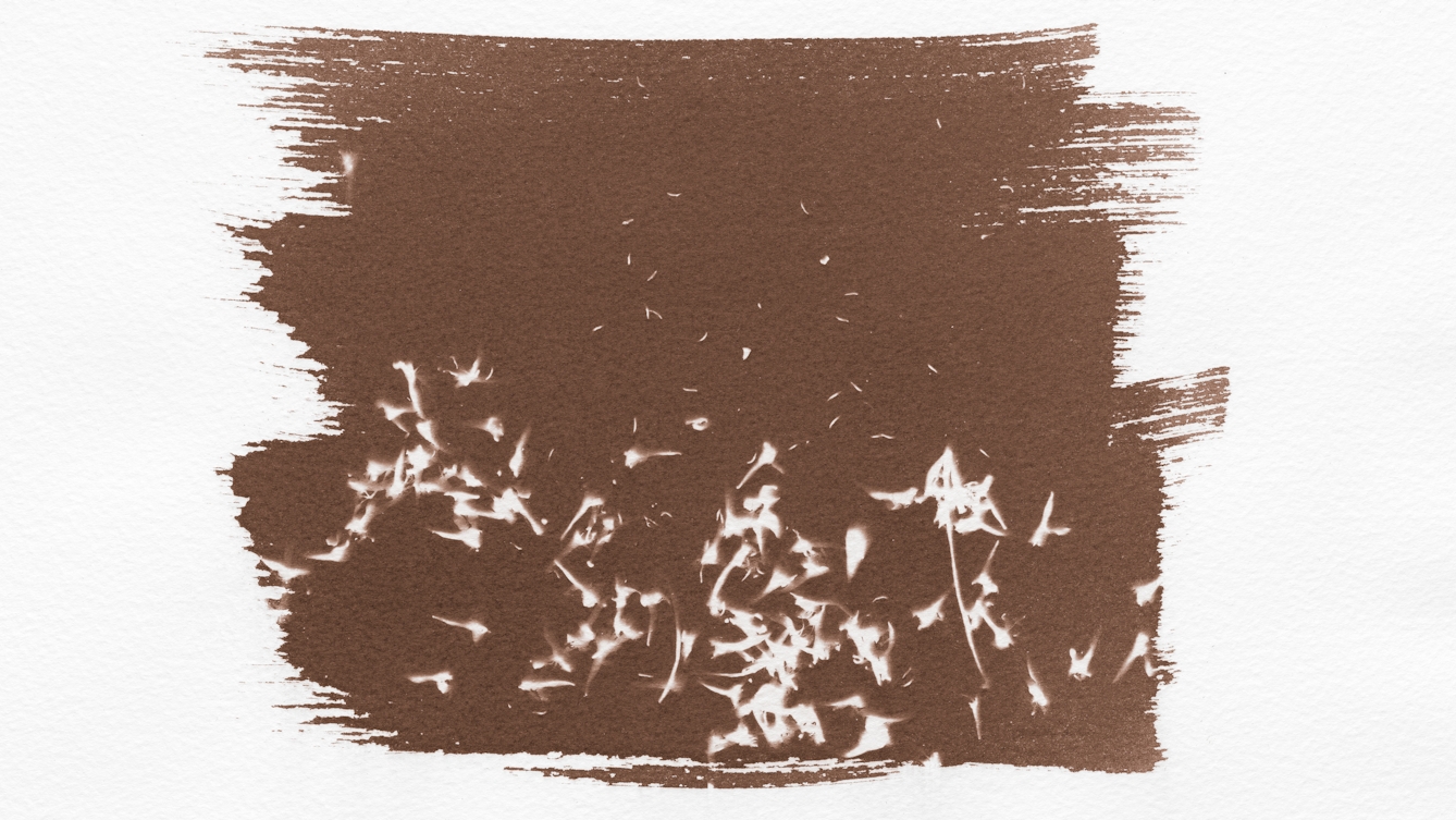Photograph of a brown toned photogram. The light sensitive emulsion has been roughly spread onto the textured watercolour paper leaving brush marks around the edges. Across the surface of the brown colour of the emulsion is the white silhouette of lots of small organic shapes, old blossom, dried twigs, seeds, dust and earth.