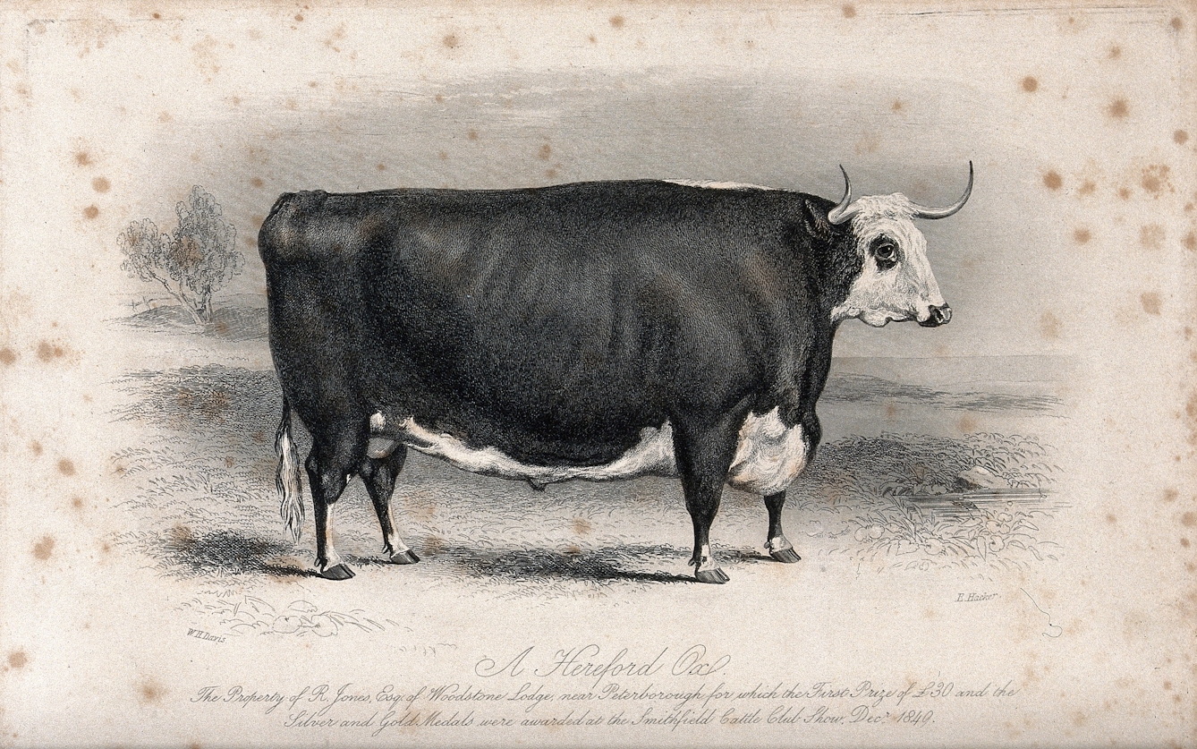 A black and white illustration of a large ox with horns