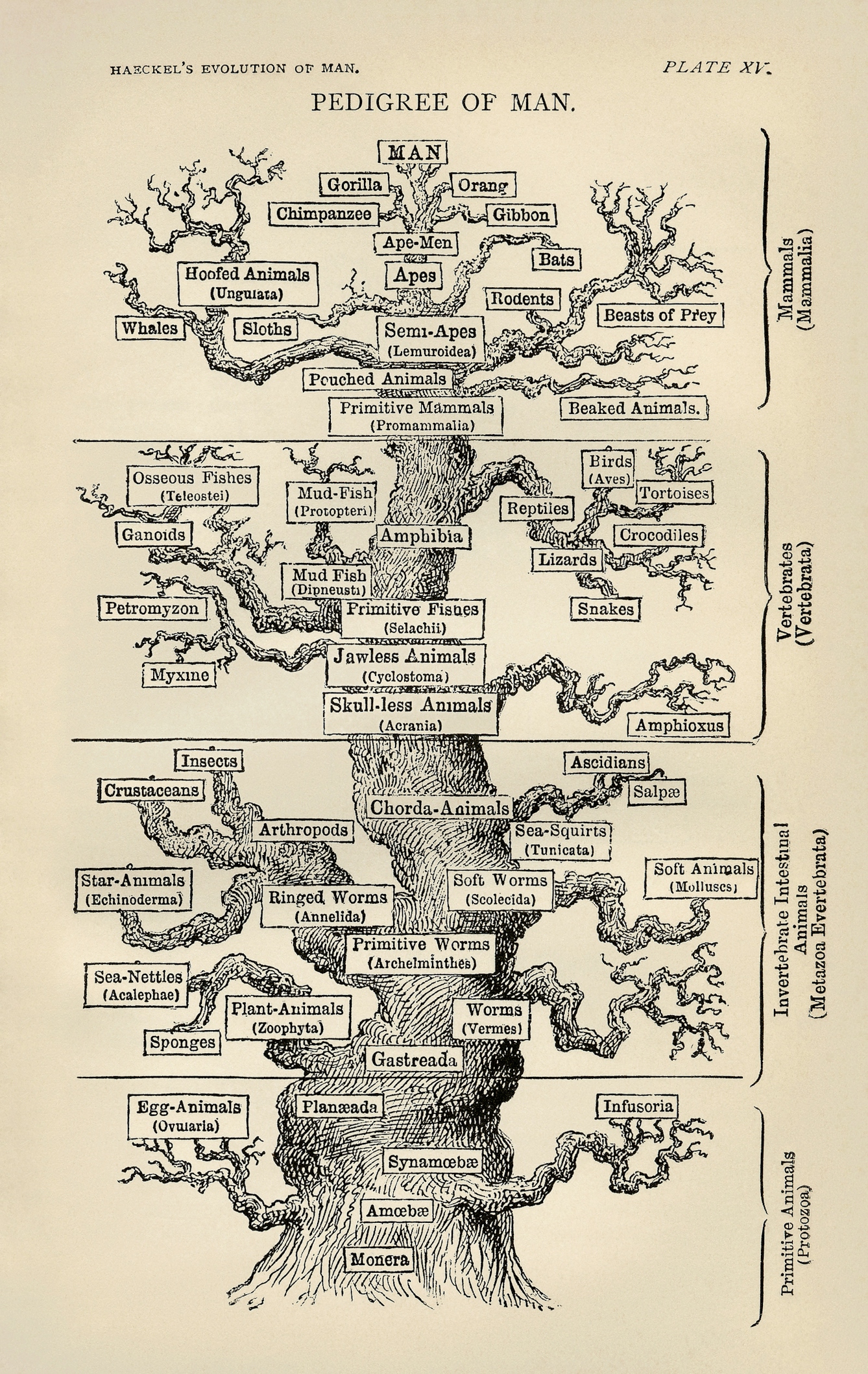 Black and white diagram of a tree titled "Pedigree of Man".  "Amoeba" are at the base and "Man" is at the crown of the tree; for Haeckel, as for many early evolutionists, humans were considered the pinnacle of evolution. 