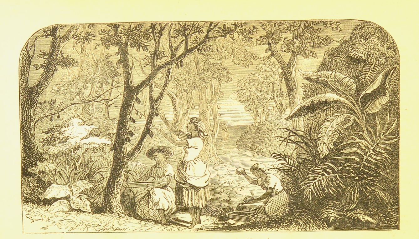 Line illustration of three women working on a cacao plantation in the late 19th century. One is standing, picking cacao fruit from a tree, another kneels at her feet holding a collection tray and behind them anotehr is bent over a stone breaking open a fruit with using a stone in her raised hand.