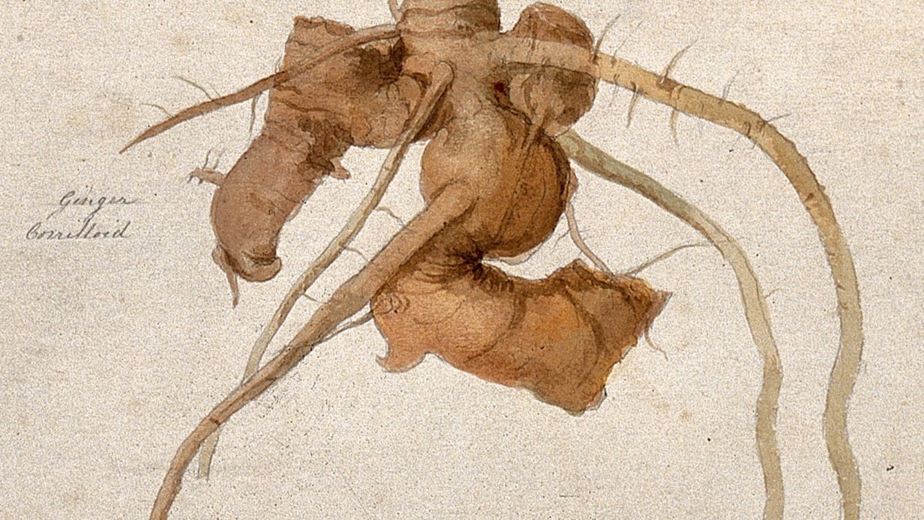 A watercolour of ginger root.