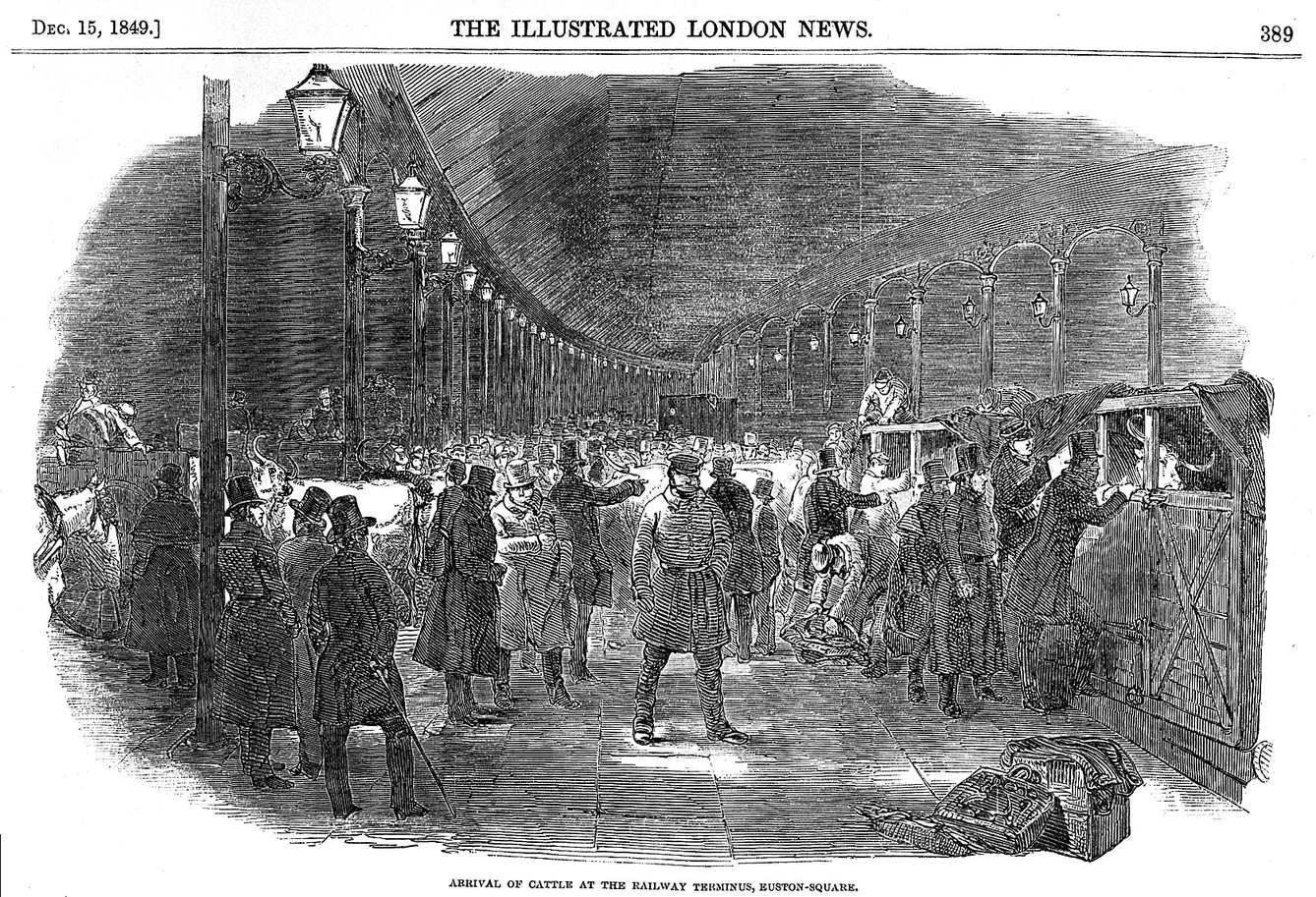 Illustration from the Illustrated London News showing a crowded train platform at Euston Square station.  Cattle are being unloaded from crates and led through the crowd.  Text reads 'Arrival of cattle at the railway terminus, Euston Square.'