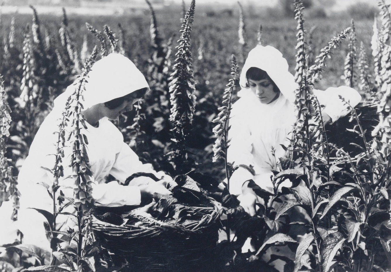 Black and white photograph showing two kneeling young women who are picking flowers and placing them in a wicker basket. They are dressed in white and wearing white bonnets. The plants, which are foxgloves, surround them and reach over their heads.