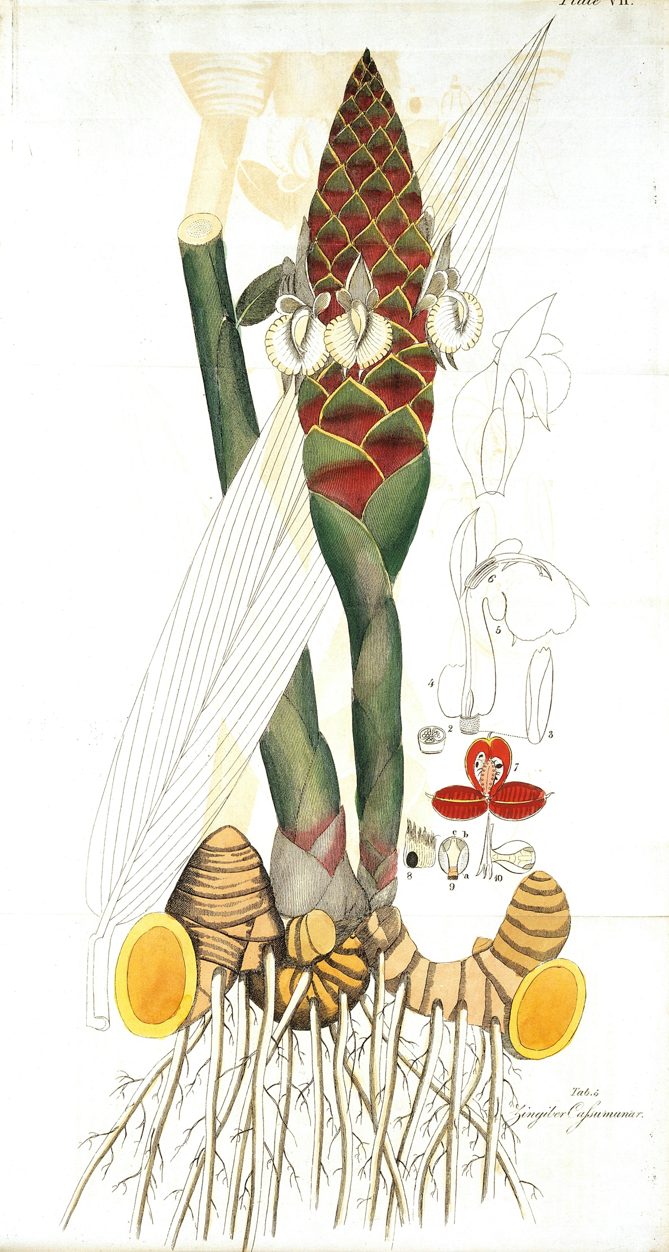 An illustration of the Zingiber Cafsumunar plant.