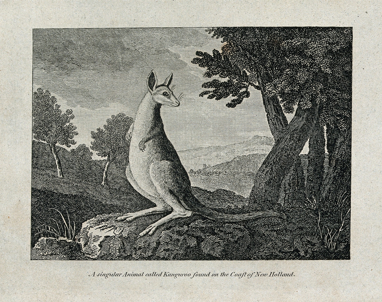 A kangaroo, etching