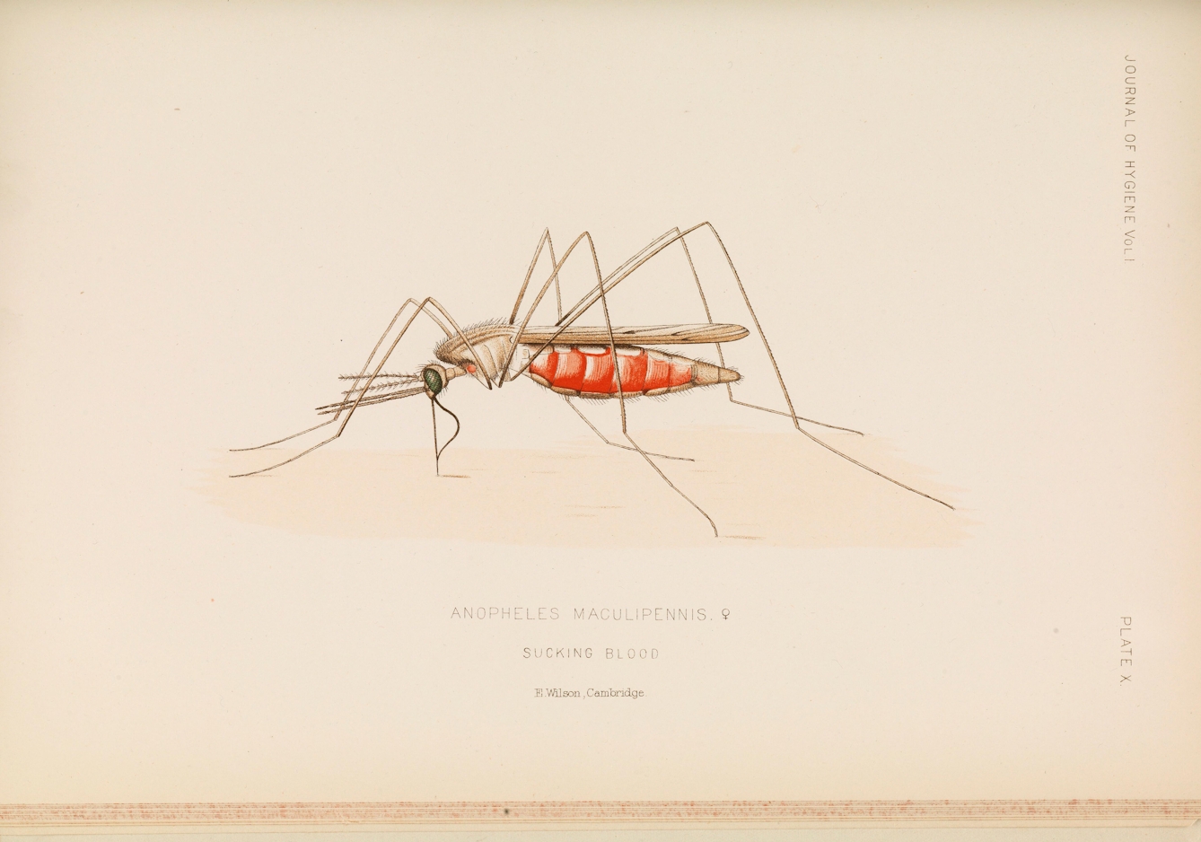 Scientific illustration of an Anopheles mosquiteo with its proboscis inserted in the skin drawing blood. It's bood is red, to show it's full of blood.