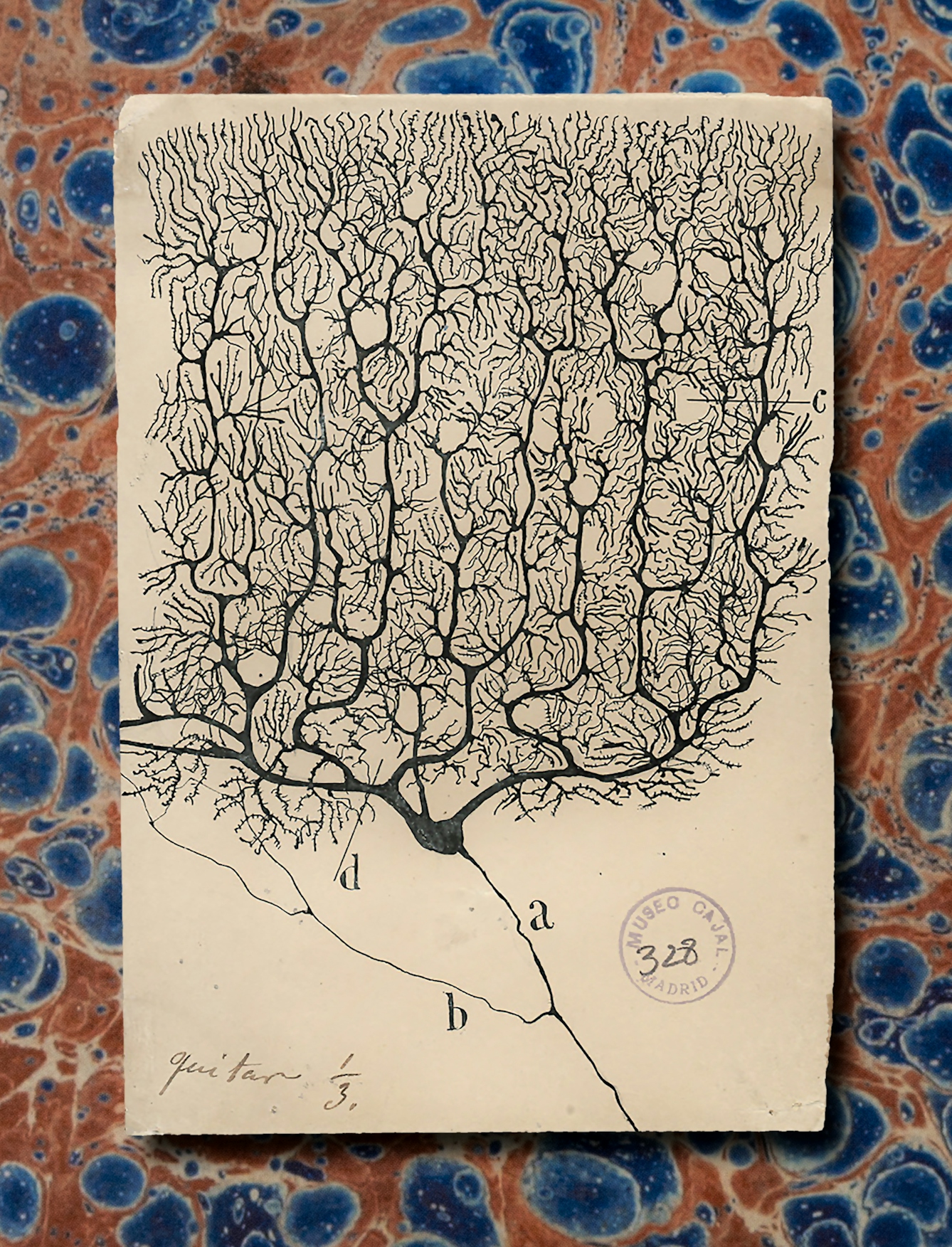 A illustration of a brain neuron and neural pathways. These are drawn with lines of black pen and heavy black markers. The illustration is against a red and blue cellular looking marbled background.