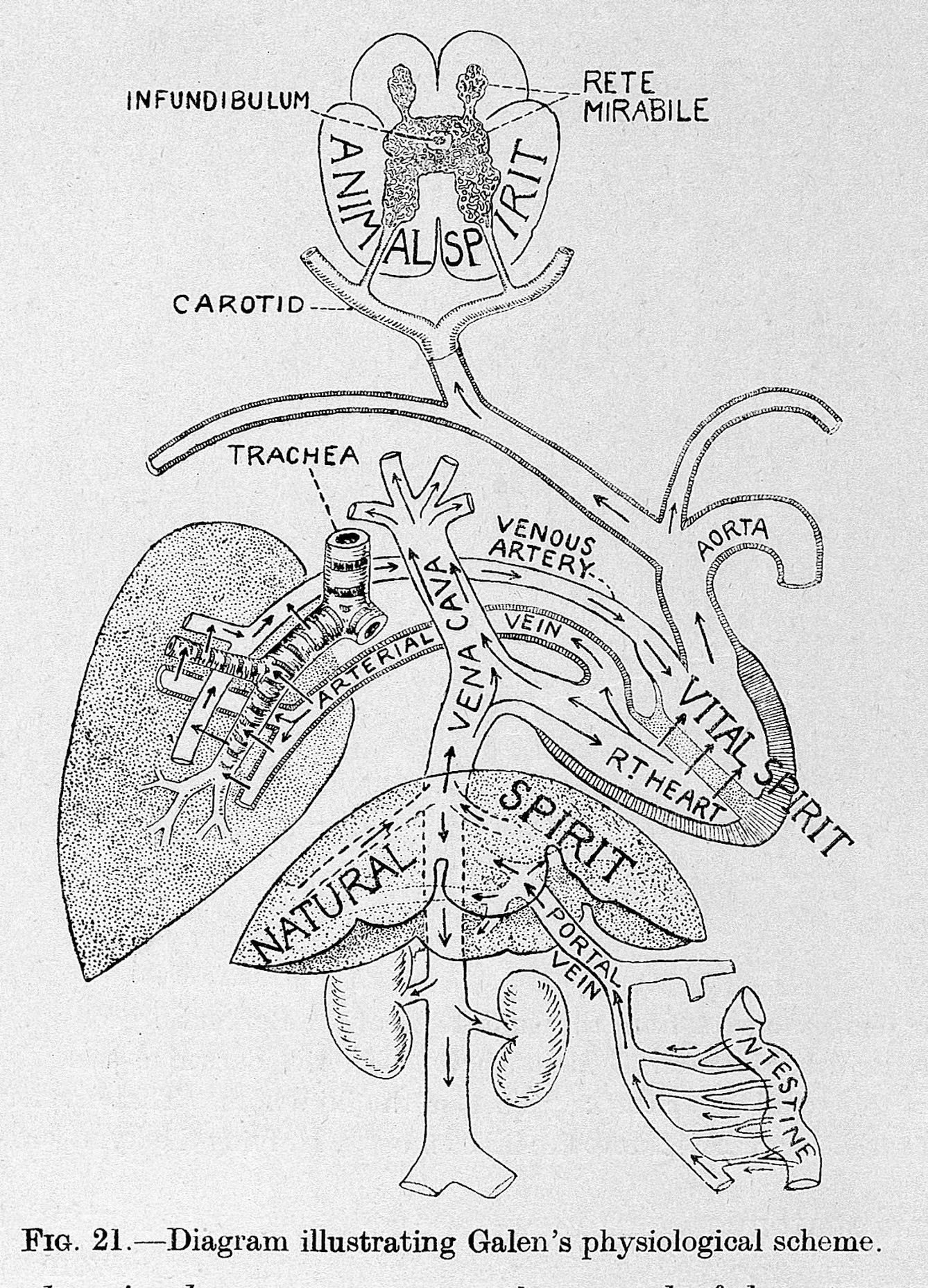 Black line drawing on white background of internal organs with labels. 