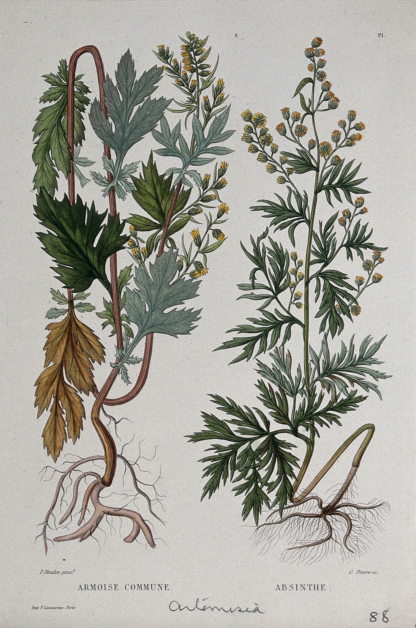 A botanical illustration of two plants showing roots, stems, leaves, buds and flowers.