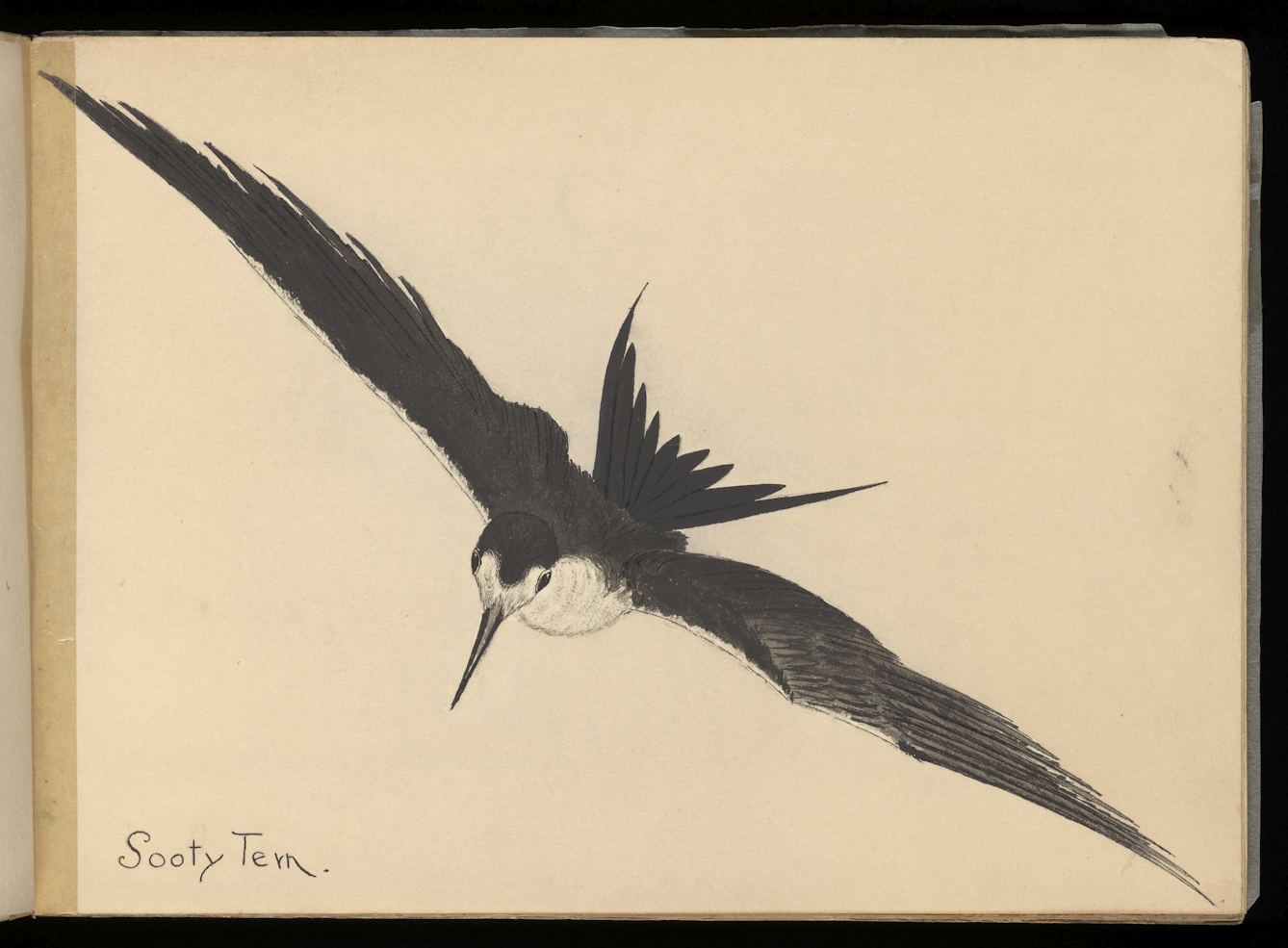 Photograph of a page from a handwritten and illustrated book, titled 'Twelve British birds. Drawn from the Collection of Mr. E. T. Booth at Brighton, Sussex. September 1917'. The image shows a watercolour painting of a bird in flight, wings outstretched, with a black black, wings, and back of head and white face and underbelly. The water-colour is titled by hand with, 'Sooty Tern'.