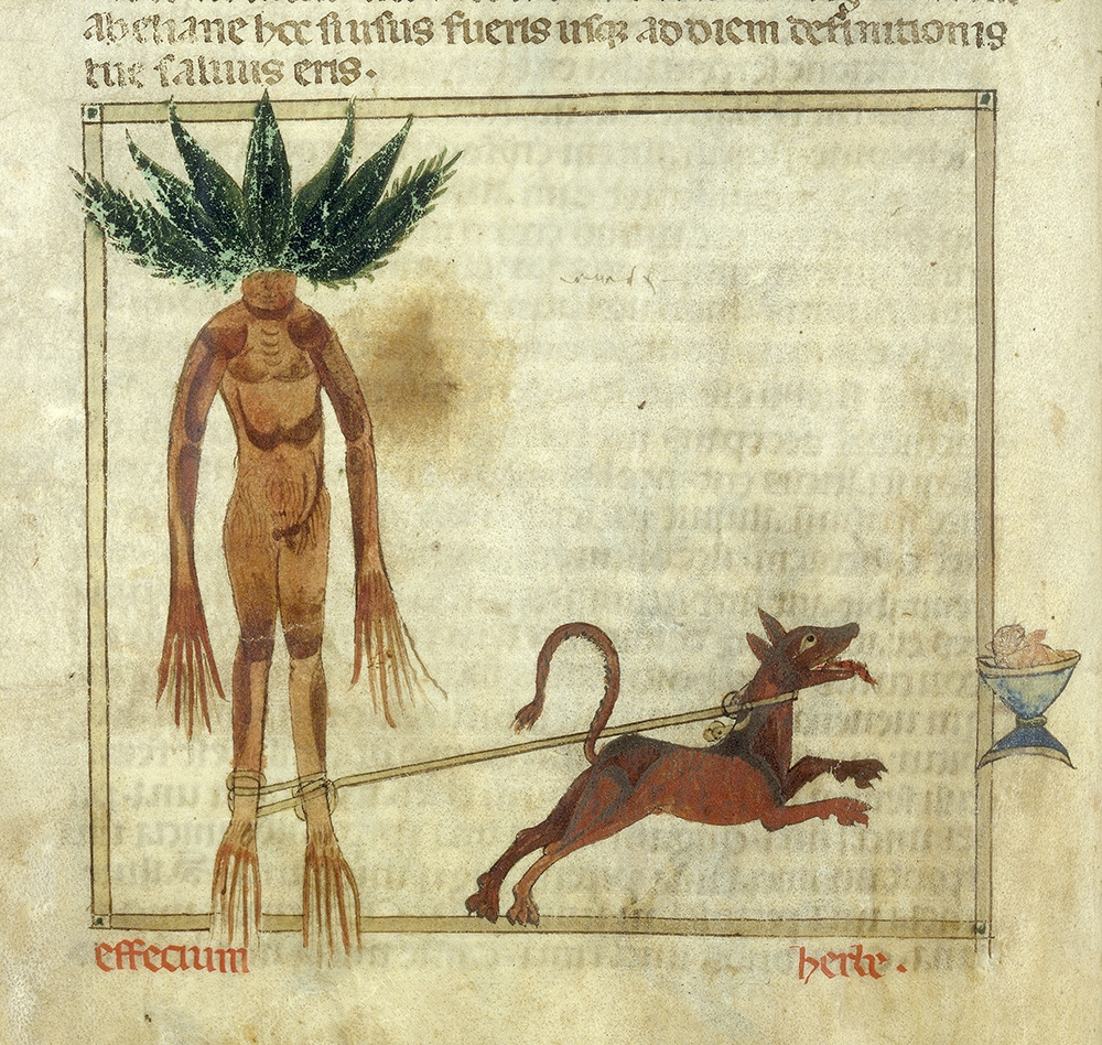 Medieval herbal entry for mandrake