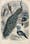 Gardens of the Acclimatisation Society in Paris: peacocks and other birds. Coloured wood engraving
