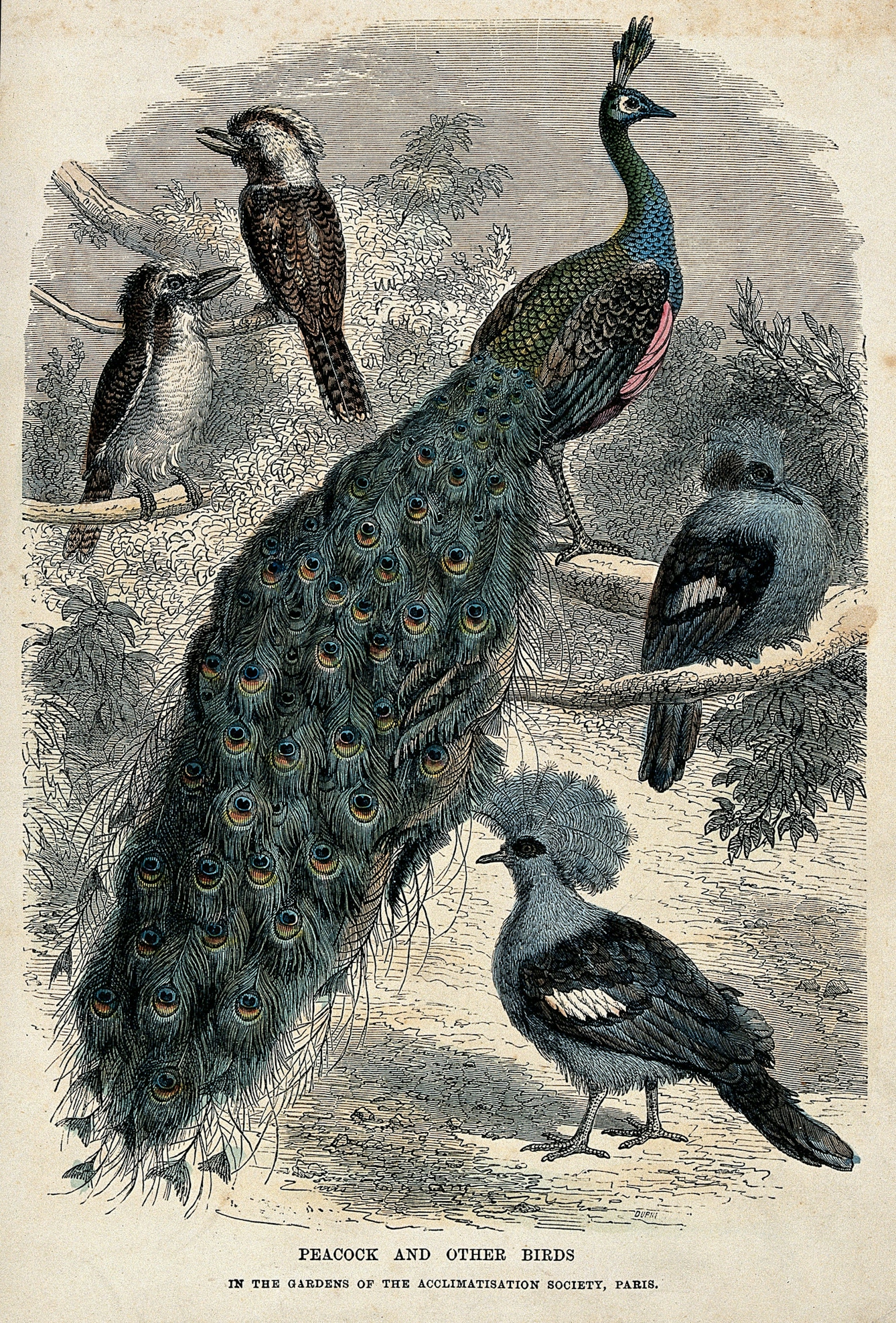 Gardens of the Acclimatisation Society in Paris: peacocks and other birds. Coloured wood engraving